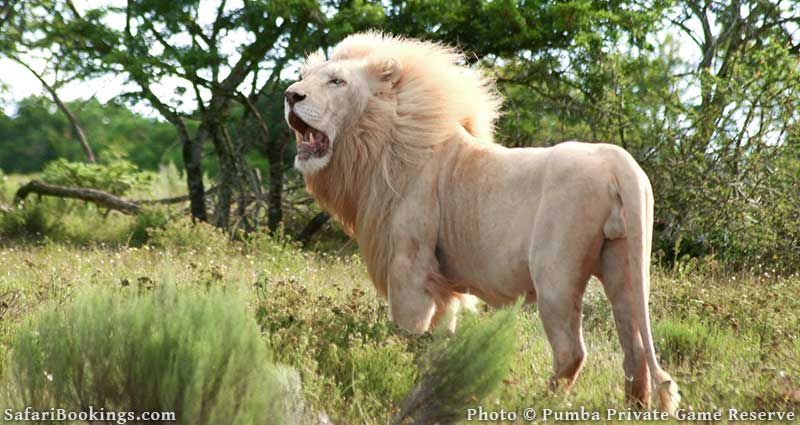 White and tawny colored lion at Pumba Private Game Reserve