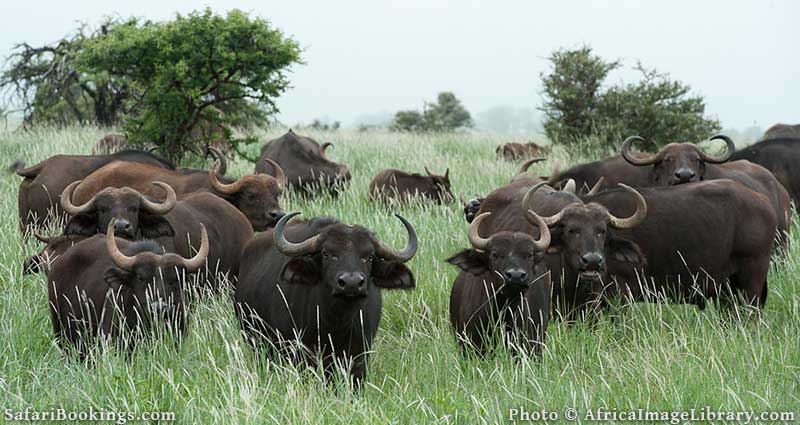 Buffalos at Lewa Wildlife Conservancy