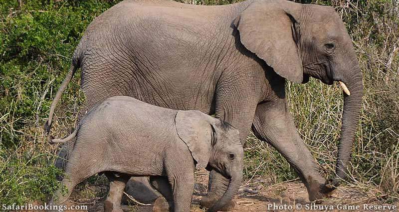 Elephants at Sibuya Game Reserve