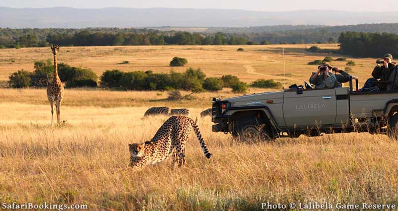 Cheetah at Lalibela Game Reserve