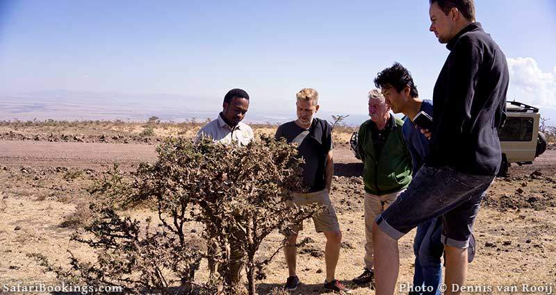 African Safari Guide explaining symbiose between plant and ants