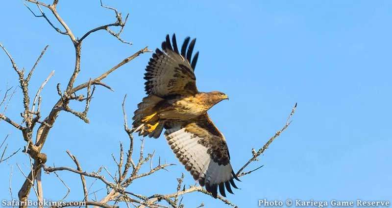 Tawny Eagle at Kariega Game Reserve