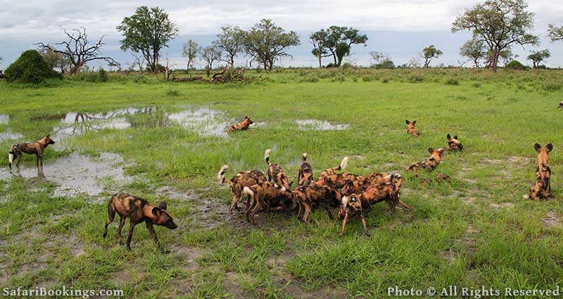 Pack of wild dogs at Kwando Concession