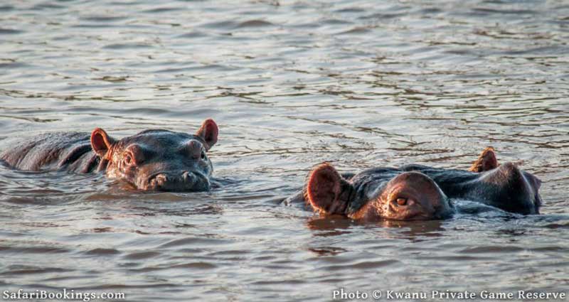 Hippos at Kwantu Private Game Reserve