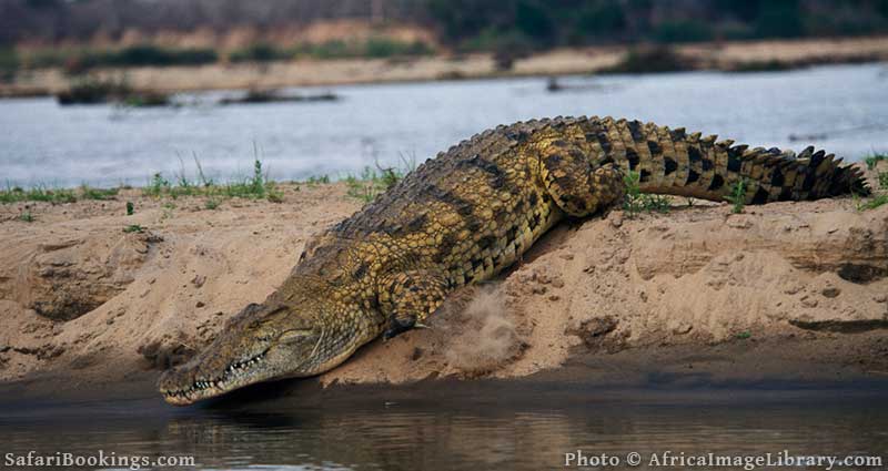 Crocodile in Selous National Park in Tanzania