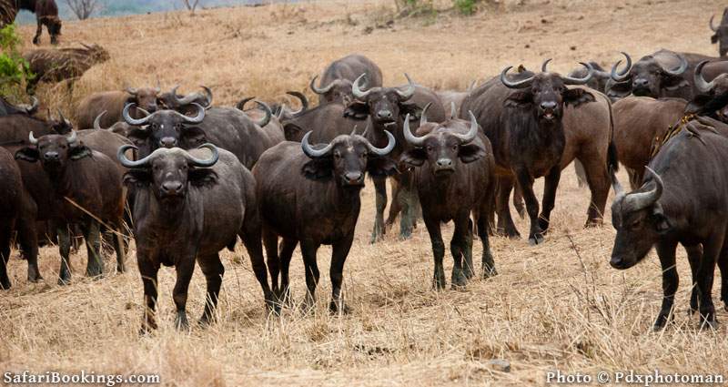 Herd of buffalo's in Mikumi National Park, Tanzania