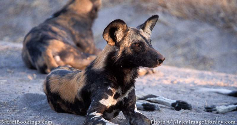 Wild dogs at Ruaha National Park, Tanzania