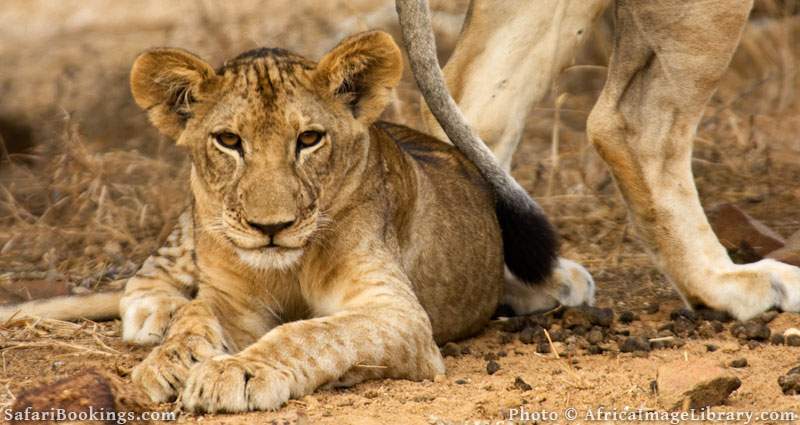 Lions in Selous Game Reserve, Tanzania