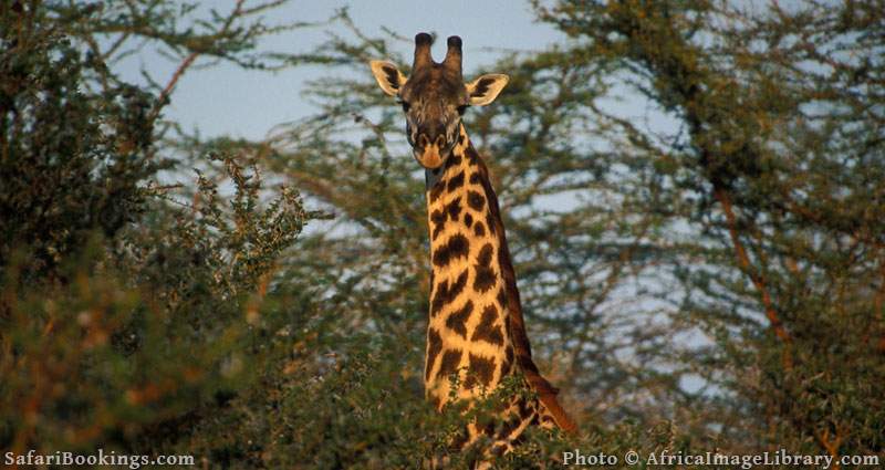 Giraffe in Saadani National Park, Tanzania