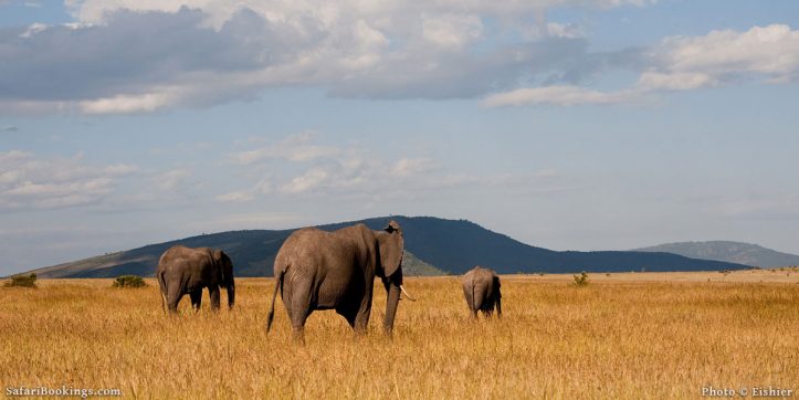 Top 10 Best Kenya Safari Lodges & Camps