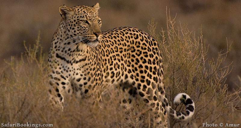 Leopard in Kgalagadi Transfrontier Park in South Africa