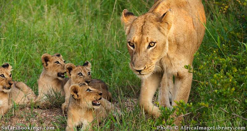 Lioness with cubs in Kruger National Park, South Africa