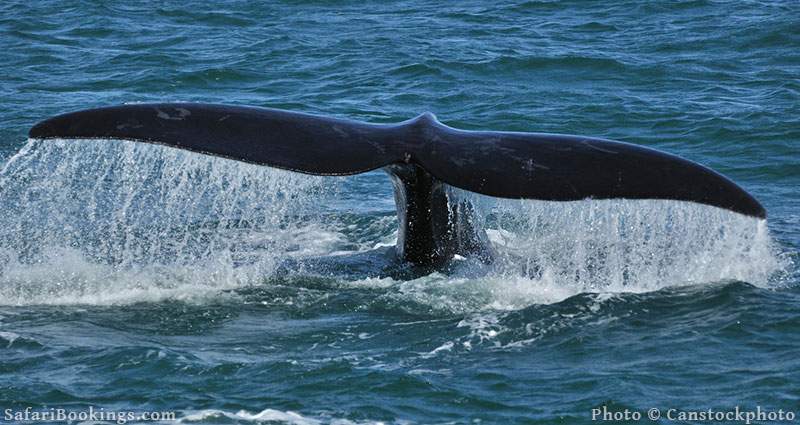 Whale tail at Hermanus, South Africa