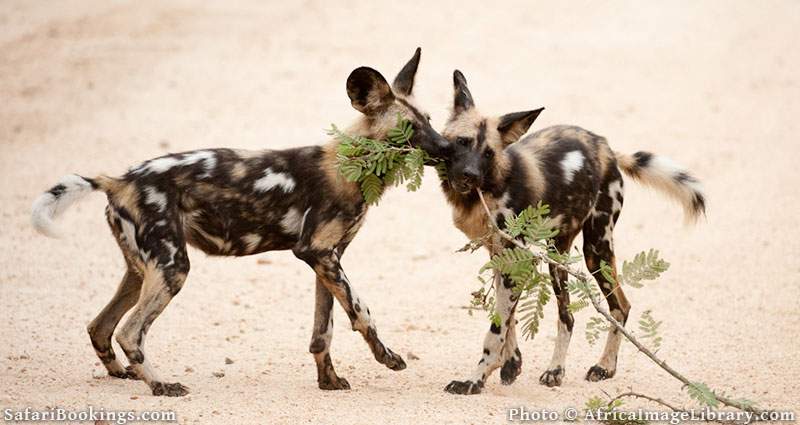 Wild dogs in Kruger National Park, South Africa