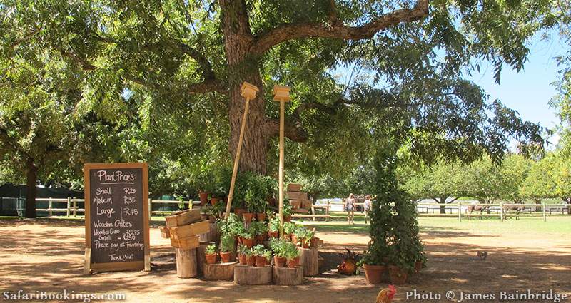 Rustic scene on Babylonstoren Wine Farm