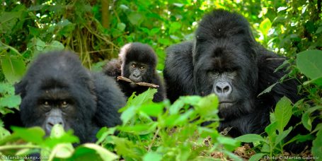 Gorilla Permit Uganda 2025 – Everything You Need to Know