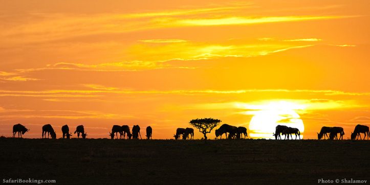 Top 10 Best Serengeti Luxury Safari Lodges & Camps