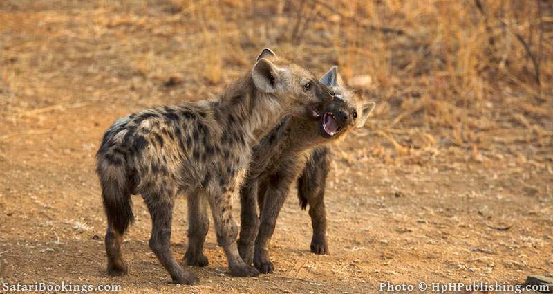 Hyena's in Kruger National Park