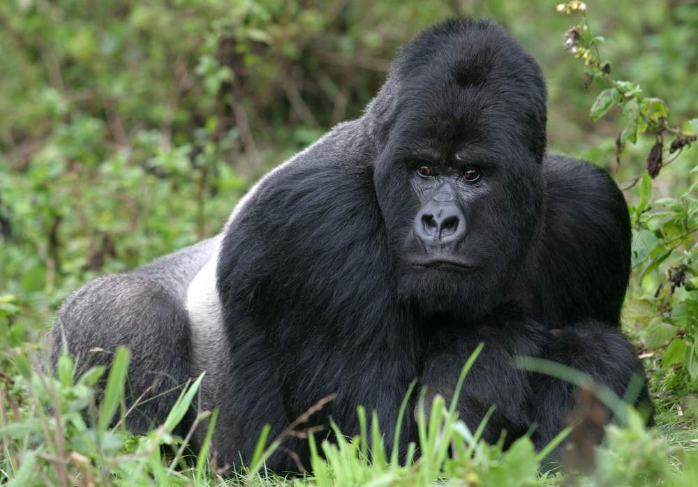 silverback mountain gorilla in the forest