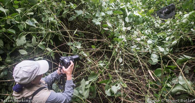 Gorilla tracking and habituation experience