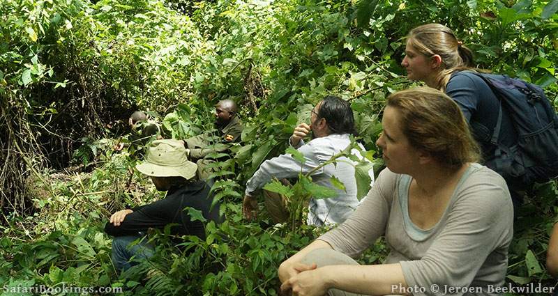 Mountain Gorilla trekking in Bwindi National park, Uganda