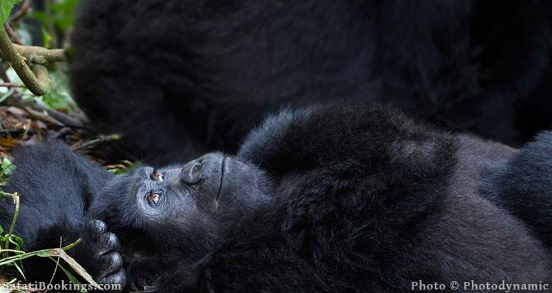 Mountain gorilla lying on her back in Bwindi Impenetrable National park, Uganda