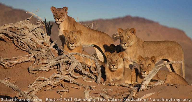 Desert-Adapted Lions in Namib Desert