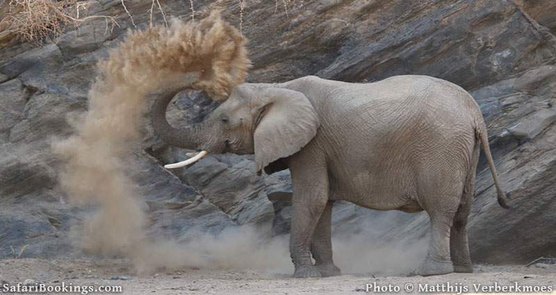 Damaraland Elephant, Namibia