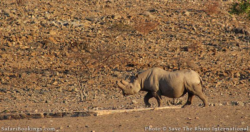 Black rhino in Namib desert