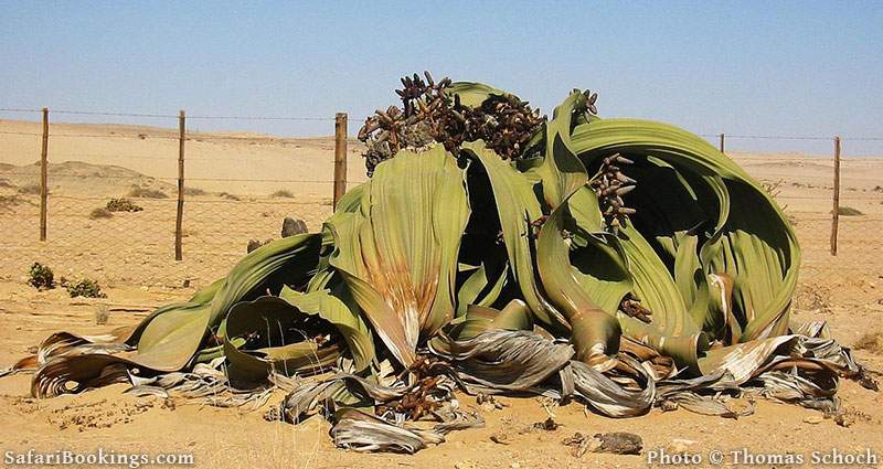 Welwitschia Plant