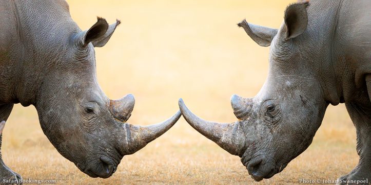 10 Best Places to See Rhinos on Safari in Africa