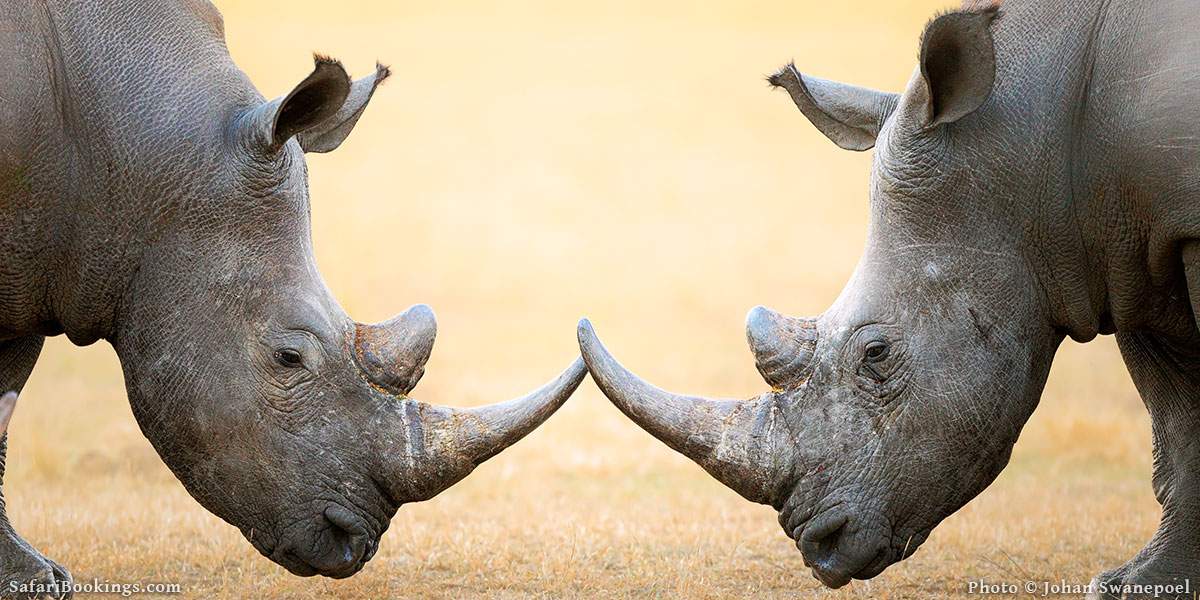 rhino safari africa