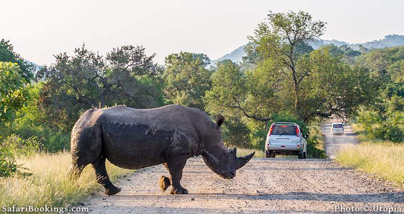 Rhino crossing a road with vehicles in Kruger National Park, South Africa