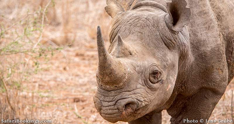 Black rhino portrait. Mkhaya Game Reserve, Swaziland