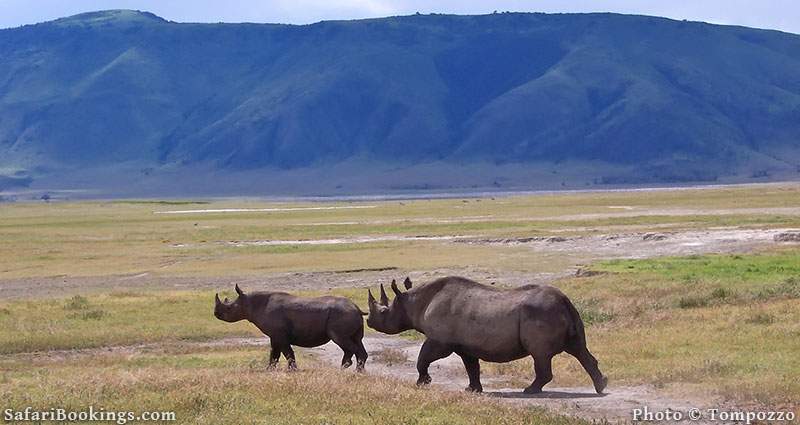 Black rhino with young in Ngorongoro Crater, Tanzania