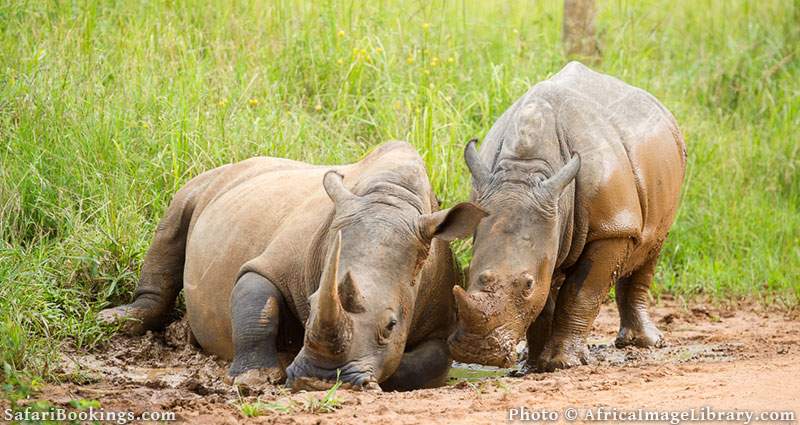 White rhinoceros with young taking a mud bath in Ziwa Rhino Sanctuary, Uganda