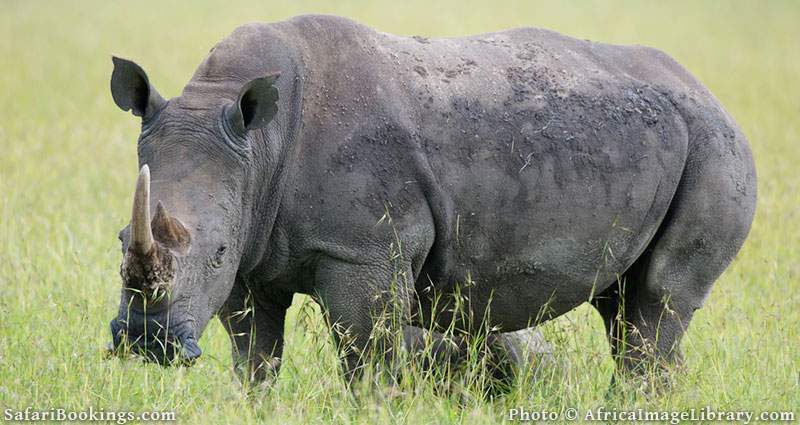 10 Best Places to See Rhinos in Africa