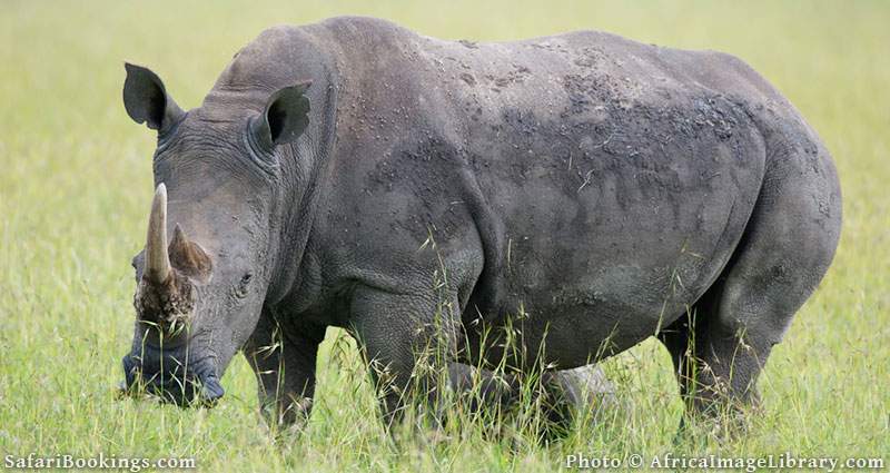 White rhino in Ol Pejeta Conservancy, Kenya