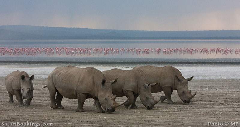 Four rhinos with flamingos in the background. Lake Nakuru National Park, Kenya