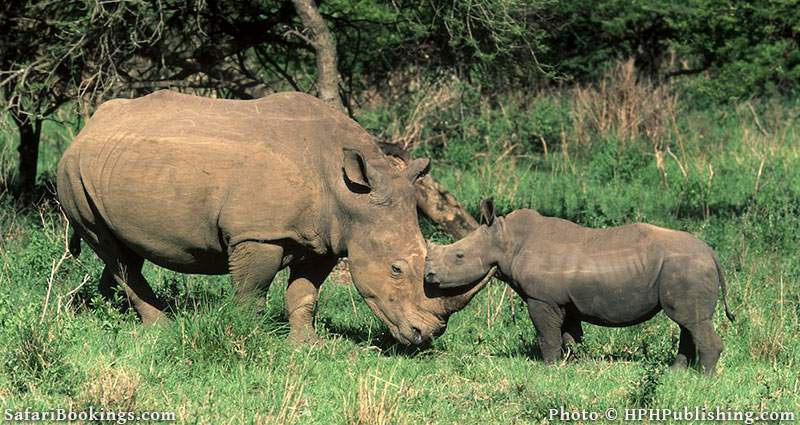 White rhino with young in Hluhluwe_Imfolozi_Game_Reserve, South Africa