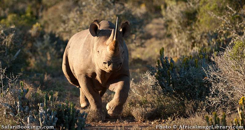 Black rhinoceros charging. Kwandwe Game Reserve, South Africa