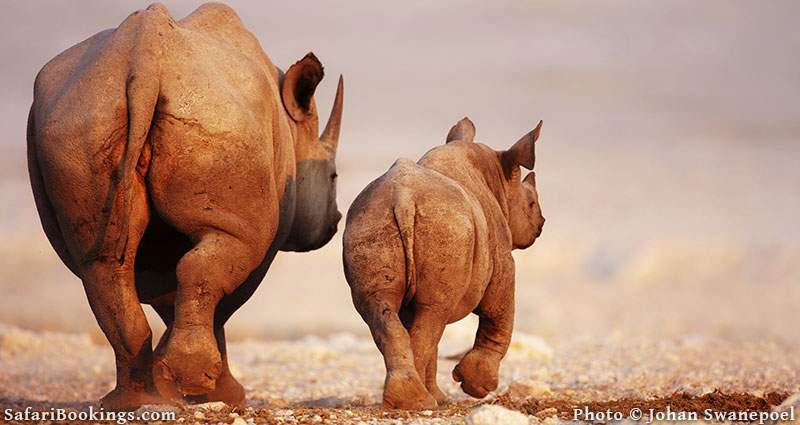 Black rhino with young walking on the flats. Etosha National Park, Namibia