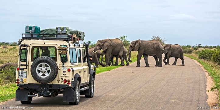 kruger park safari holidays