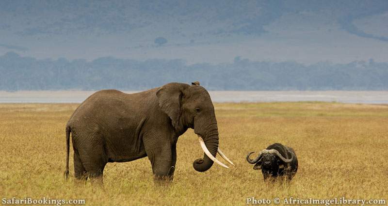 Elephant together with a buffalo at Ngorongoro Crater, Tanzania