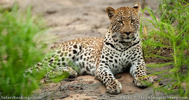 Leopard on some rocks at Sabi Sand Game reserve, South Africa