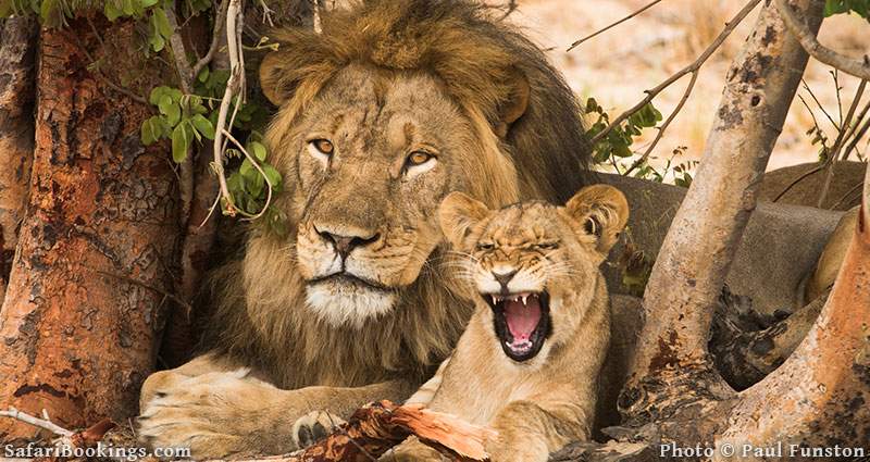 Lion with cub in Hwange National Park in Zimbabwe