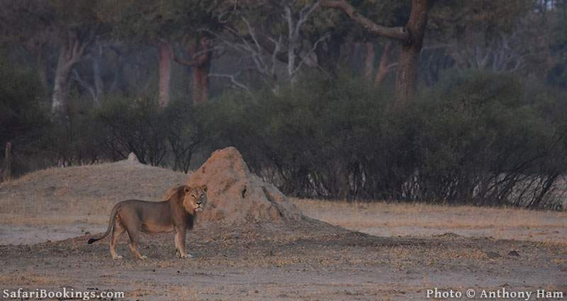 Lion Ngqwele at Hwange National Park, Zimbabwe