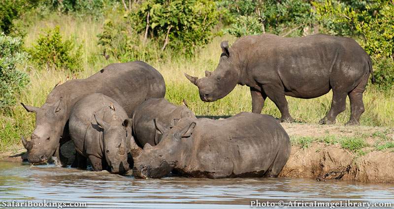 White Rhinos drinking at Kruger National Park, South Africa