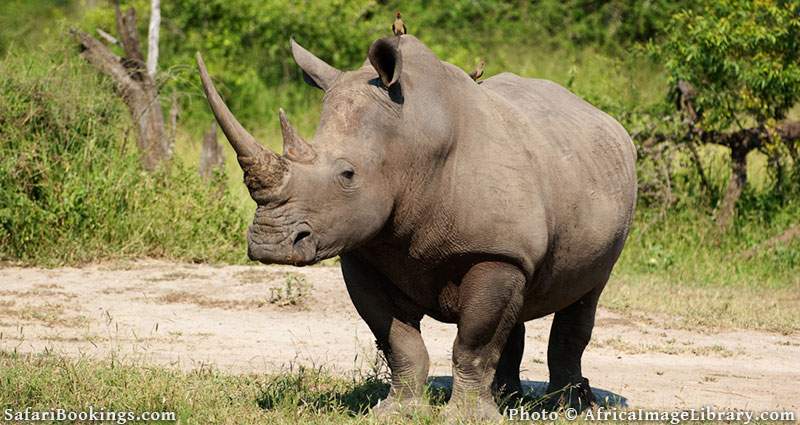 White Rhino looking at the camera at MalaMala Game Reserve, South Africa