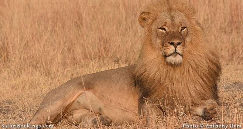 Lion Netsayi in Hwange National Park, Zimbabwe